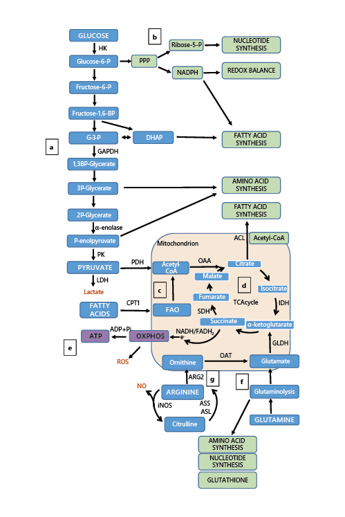 Role of Metabolic Reprogramming in Pulmonary Innate Immunity and Its Impact on Lung Diseases

✍ Charalambos Michaeloudes <a href="/CMichaeloudes/">C Michaeloudes</a>

📄 bit.ly/3gGkvgN

#mitochondria   
#asthma
#metabolism
#innateimmunity