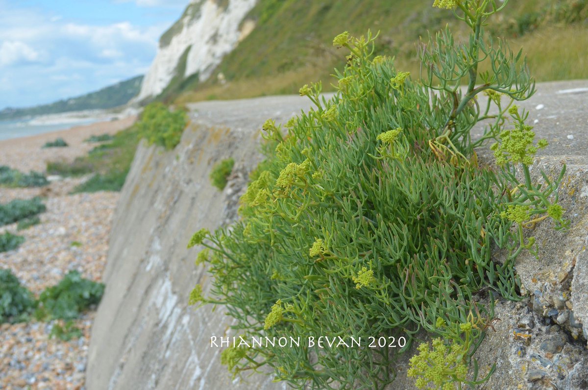 Rhiannon (@rhiannonjazz) on Twitter photo So desperately needed to get out the house Monday so went to Samphire Hoe, which was amazing and so quiet. Think we counted all of 5 other people there on the beach. Was bliss. #RhiBPhotography #SamphireHoe #JustWhatTheDoctorOrdered <a href="/SamphireHoe1997/">Samphire Hoe</a> So desperately needed to get out the house Monday so went to Samphire Hoe, which was amazing and so quiet. Think we counted all of 5 other people there on the beach. Was bliss. #RhiBPhotography #SamphireHoe #JustWhatTheDoctorOrdered <a href="/SamphireHoe1997/">Samphire Hoe</a>
