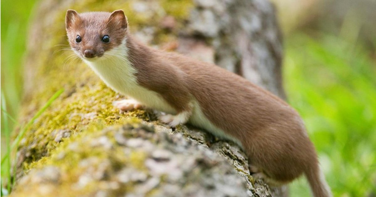 NewsteadWood's tweet photo. Bhelina 9W, Tanvi 11N and Dr Wanostracht all achieved a stoatally astonishing 26/27 on our nature quiz! #NewsteadLive #WeAreNewstead https://t.co/poCcyDKeza