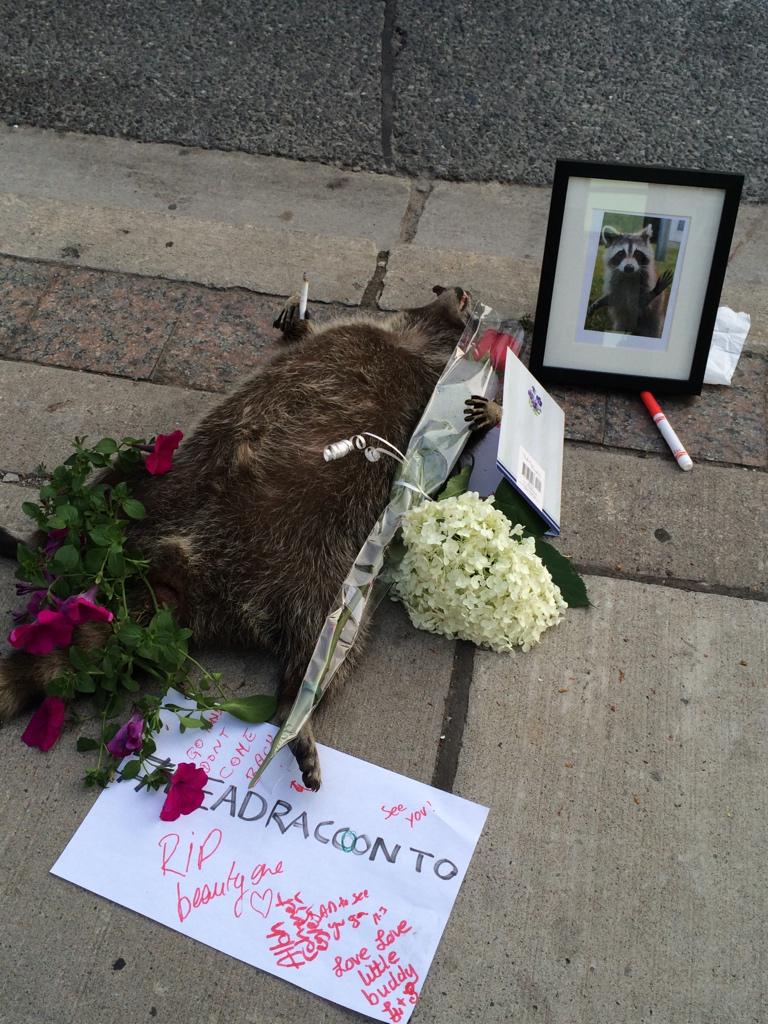 humblethepoet's tweet photo. 5 years..
Conrad, lost but never forgotten
#DeadRacoonTO https://t.co/rLAgcdoH2c