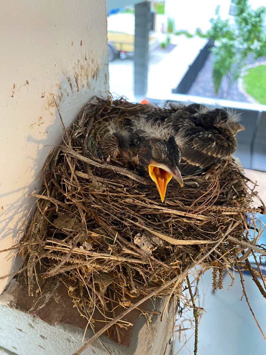 jmeakin11's tweet photo. We have 3 baby Robins, still in their nest growing on our porch, right now! #progressphotos #robintherobin #growingup #mothernature https://t.co/IVsyLwFDAv