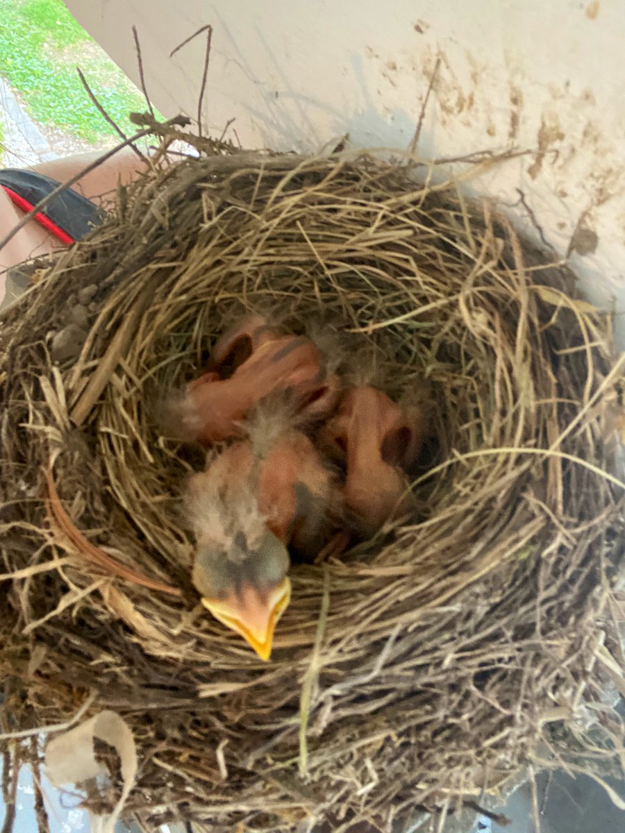 jmeakin11's tweet photo. We have 3 baby Robins, still in their nest growing on our porch, right now! #progressphotos #robintherobin #growingup #mothernature https://t.co/IVsyLwFDAv