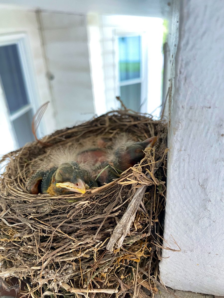 jmeakin11's tweet photo. We have 3 baby Robins, still in their nest growing on our porch, right now! #progressphotos #robintherobin #growingup #mothernature https://t.co/IVsyLwFDAv