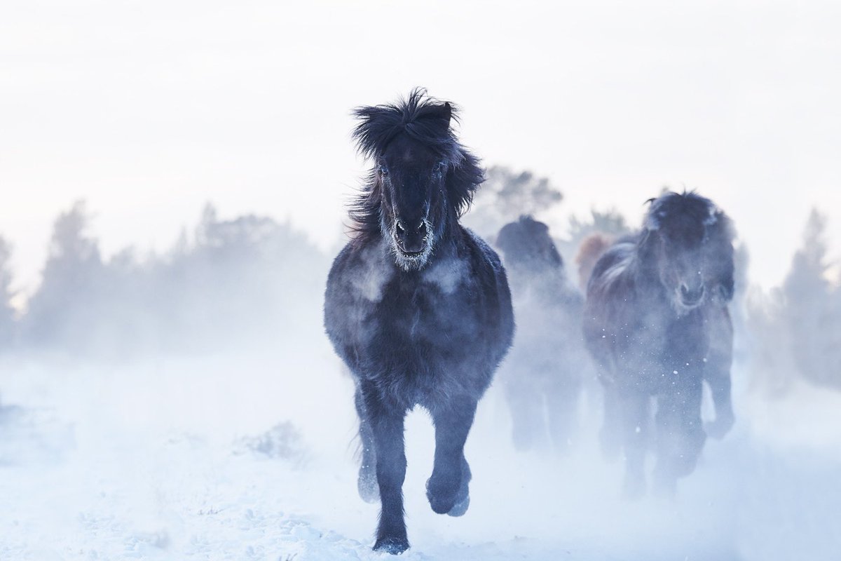 ejazkhanphotos's tweet photo. It’s never too late to focus on your dreams. We are in the driver seat, let’s not steer away from the road of happiness.
https://t.co/fAGk24MpDn
#wildlifephotography #fineartphotography #horses #horsesrunning #horsesinsnow #beautifulhorses #equinelife #horseowners #blackhorse https://t.co/o1JqnnygNa