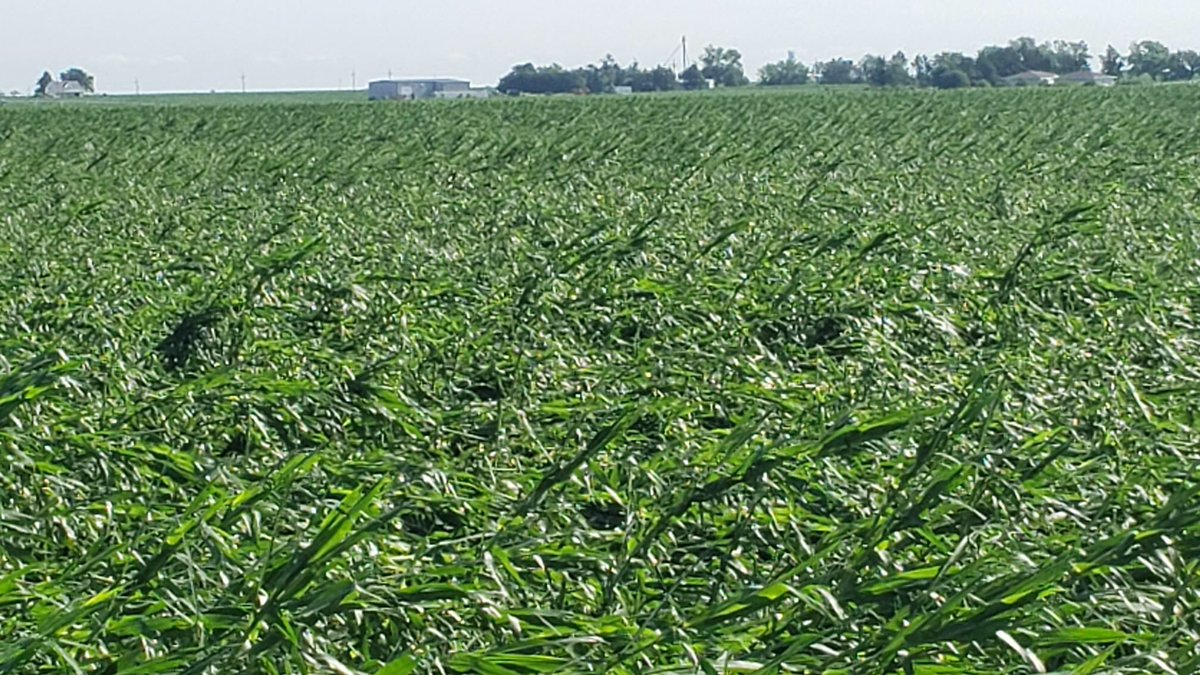 Clark_Agronomy's tweet photo. Quite a bit of crop and building damage in the Carleton/Davenport area of Southeast Nebraska. Heavy green snap in areas and grain bin destruction. #Servi-Tech #crop20 #storm #greensnap https://t.co/xLvyF0z83g