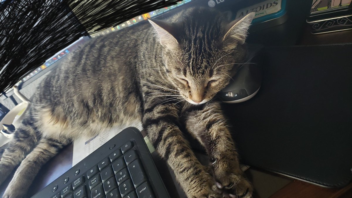 astic_cat's tweet photo. Me to my boss : I can't seem to work right now cause well..  Let me just send you a picture. 
Boss: Darn that is just too cute 
Me: I'm sure she'll move once the meeting starts
Nikita:  😼 
#CatsOfTwitter #Catnap #Coworkers #Pillowsforcats
#INeedMyMouseBack #WorkFromHome https://t.co/ROYvD428KE