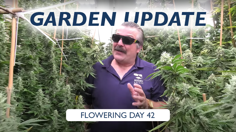 RemoNutrients's tweet image. 😎 Check out @theurbanremo's latest results in his home grow! Walking through the variety of strains in his garden, Remo explains how he's handling the weight of the buds, what he's currently feeding the plants, and answers viewer questions: youtu.be/kx-NW-ARNIY
#HomeGrow