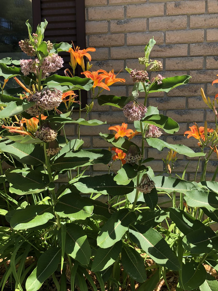Not that long ago planting common milkweed in a flower garden would have been condemned as horticultural heresy. Small acts of conservation like this not only give a little boost to biodiversity but also help shift our culture and our relationship with nature.