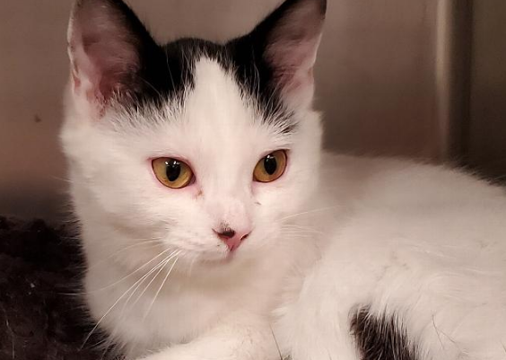 ssmhs's tweet photo. Aggie is a quiet young adult spayed female who is looking for a quiet home. Aggie requires a relaxed home without other pets where she can have her own space to adjust to her new home on her own terms.
https://t.co/DH1aRNwALE https://t.co/JUzb1t8dtu