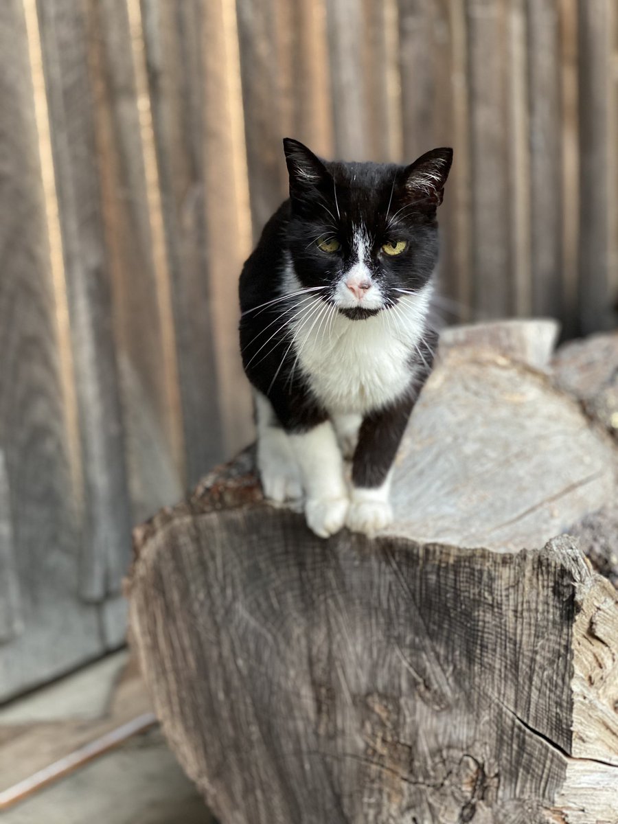 giannahammer's tweet photo. Your pet and what they’re named after https://t.co/lzysfEyy13