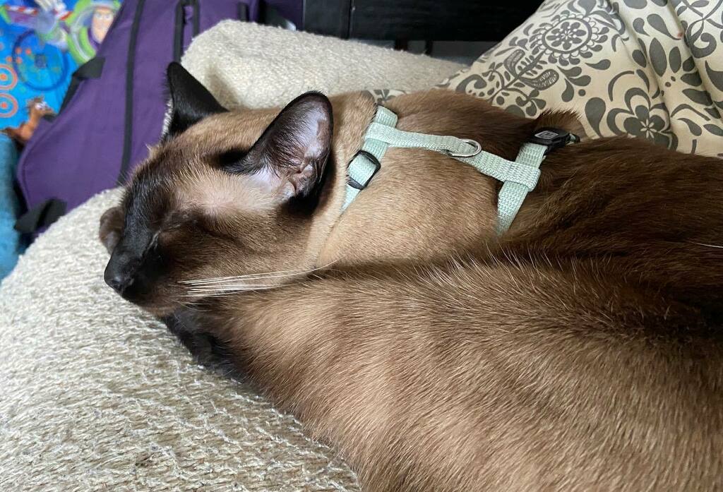 PopokiKitty's tweet photo. Dreaming of using the balcony for more than 30 seconds without burning to a crisp... Ah the fond memories of (checks notes) 5 days ago?!? #cutestcatscommunity #kitty #kittykitty #catlife #siamese #cuteanimals #animallovers #catsofinsta #ilovecats #kittyl… https://t.co/oyVeIJWvAO https://t.co/MKJimTzRRI
