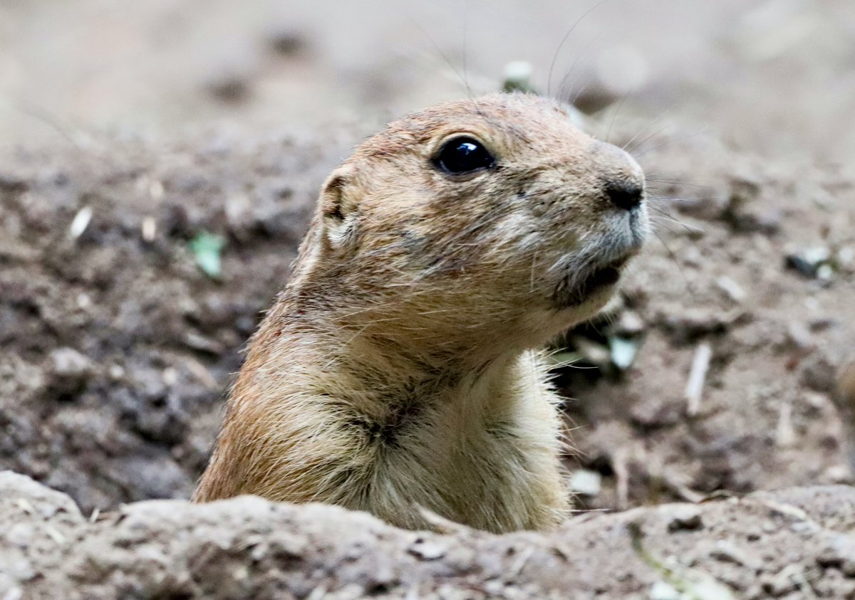 paknews's tweet image. PSX attackers wanted to induce their demands: NA told - paknews.eu/1049253/psx-at… #terrorists #induce