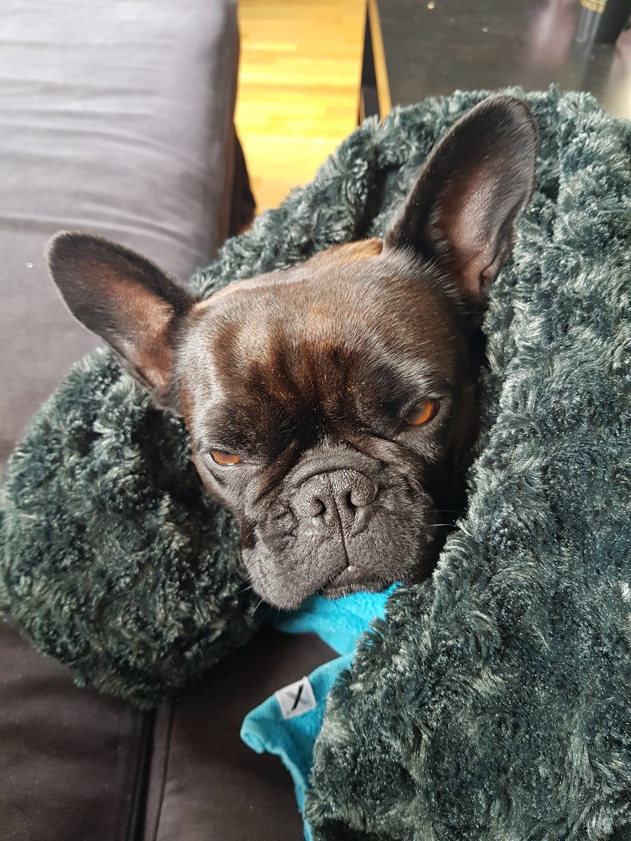 Madie_HS's tweet photo. @Casie_HS Best breed ❤ Swea says hi! 😊 https://t.co/kN6N9Gg1oX