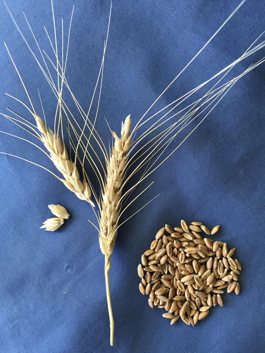 rockyseeds's tweet photo. Spelt from RMSA's #heritagegraintrials. #rockymountainseeds #seedsavers #seedstarting #foodbiodiversity #seedsovereignty #grainschool #seedschool #foodindependence #fooddiversity #nongmo #freetheseed #localfoodeconomy #ancientgrains #heritagegrains #seedsaving https://t.co/qPOb3sfSSI