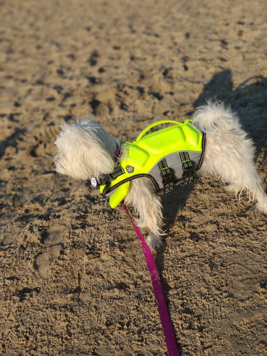 Colorful_Kimme's tweet photo. Took Penny out to the lake with the kids! 
Had to share how cute she is in her life jacket!
#LifeJackets #AdventuresOfPenny #AdventureDog #BeachDay #LovingLife https://t.co/b5Riry5wb1