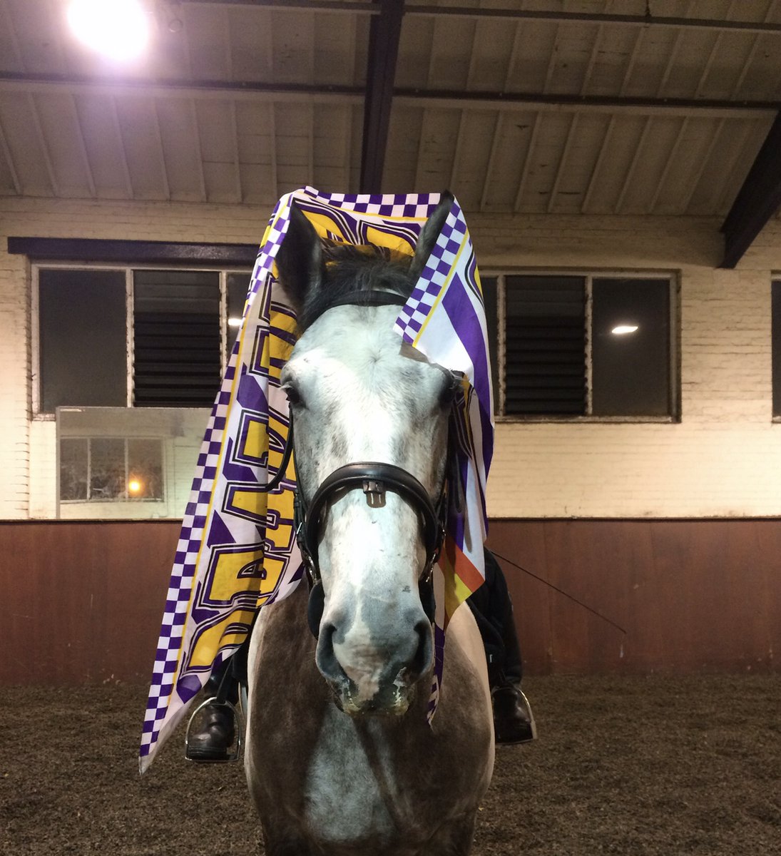 MerPolMounted's tweet photo. Let’s end the day with a #throwbackthursday. This photograph was taken in 2015 during a training session with Ned and one of our grooms. As you can see he wasn’t really that bothered about the flags! #StandTall #PHNed #WeHaveTheBestGrooms https://t.co/BllZmpz1Ha