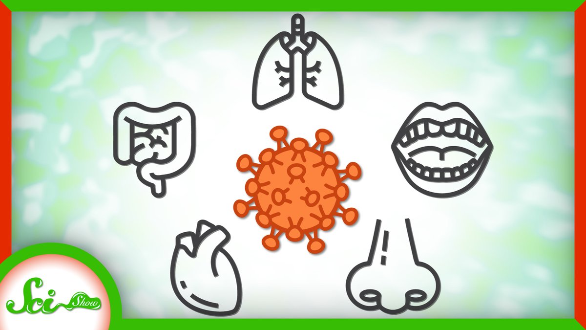 SciShow's tweet photo. We think of COVID-19 as a respiratory disease. But it can cause symptoms outside our lungs - many of which can be tied to the fact that the molecule the virus uses to infect our cells, the ACE2 receptor, plays an important role throughout our body.

https://t.co/9FuSZNLtxQ https://t.co/tsx94sZFh1