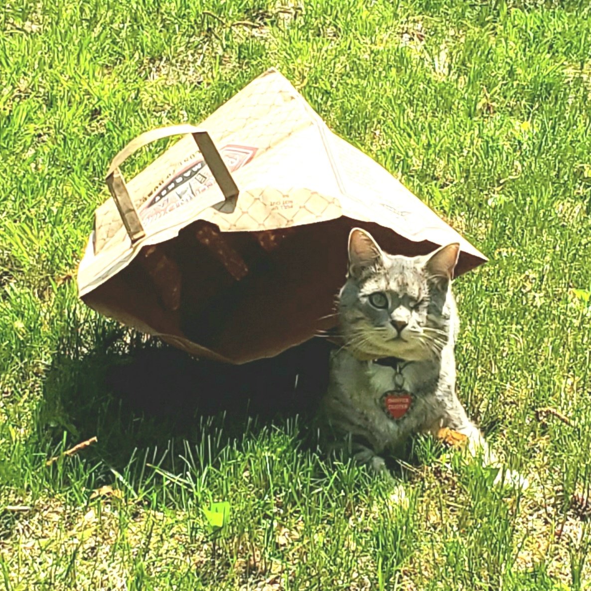 SwifferKitty's tweet photo. @marisbellamy1 @pauly13th Yes Maris!! Maybe we should do a #BagKitty #BagMood #BagBehaviour series!! https://t.co/o0a5A30hus