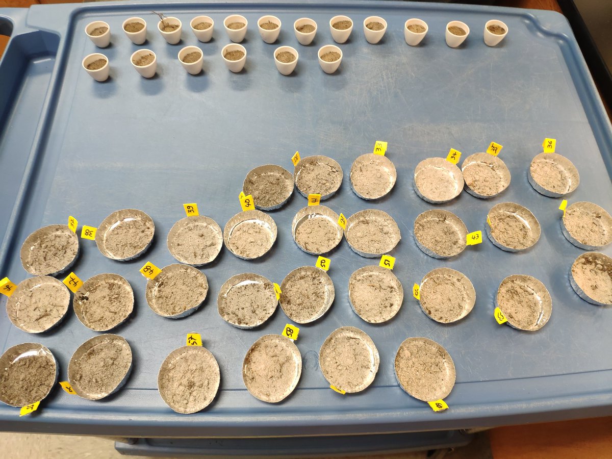 antonio_microUF's tweet photo. Determining if #covercrops planted to row middles in #citrus orchards significantly increase soil organic matter with respect to grower standards after one year. Great team effort! #soilhealth #SWFREC #Strausslab https://t.co/lGWeYsBv6I