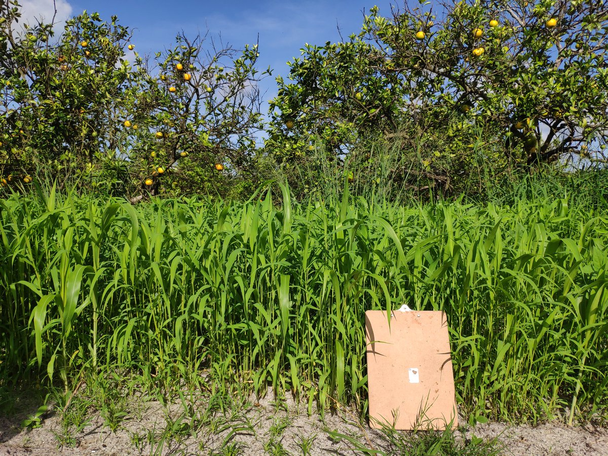 antonio_microUF's tweet photo. Determining if #covercrops planted to row middles in #citrus orchards significantly increase soil organic matter with respect to grower standards after one year. Great team effort! #soilhealth #SWFREC #Strausslab https://t.co/lGWeYsBv6I
