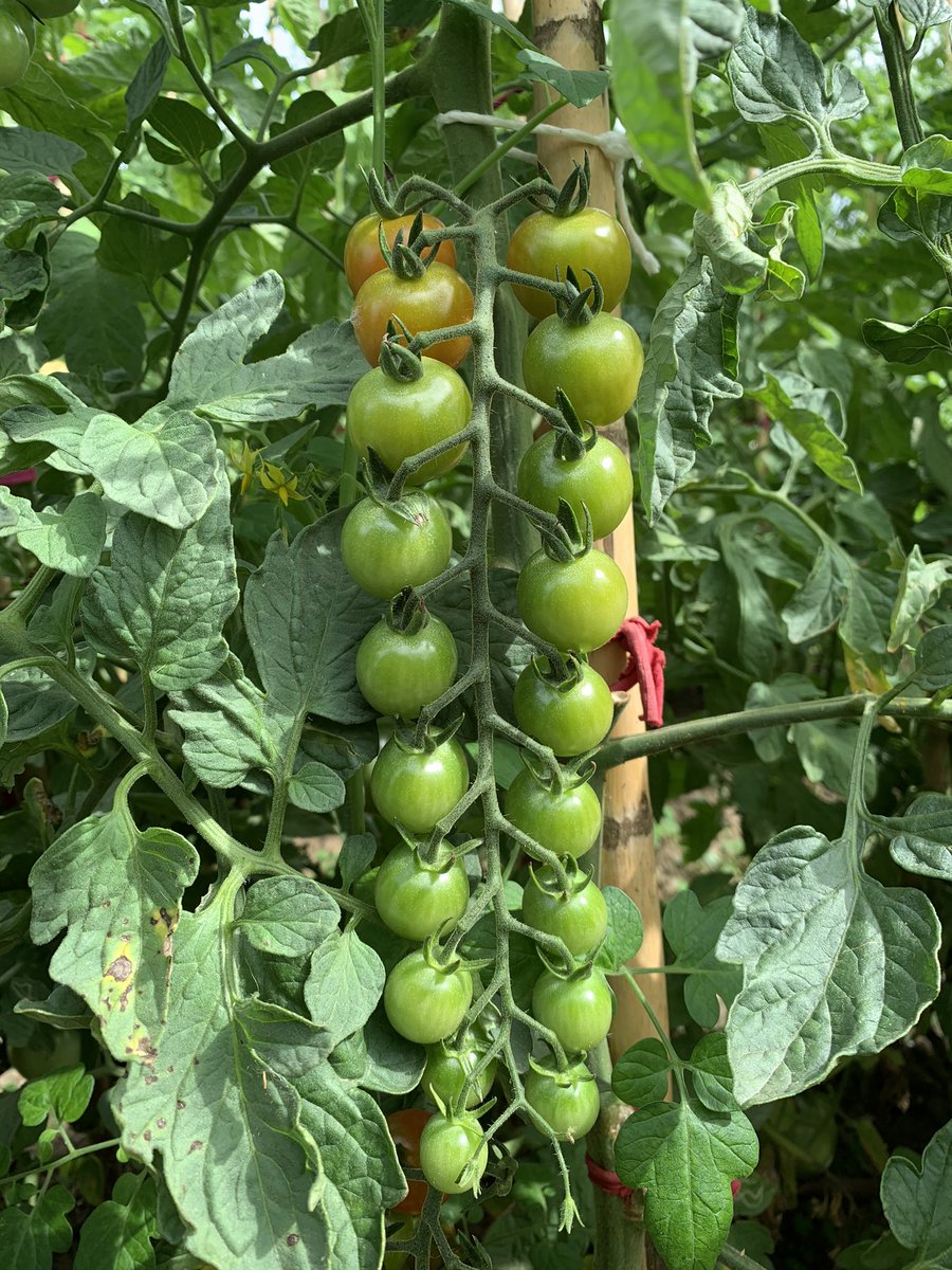 Papaver23's tweet photo. Fotografia matemàtica:
Progressió geomètrica de 0<r<1 a l’hort 🍅🍅🍅🍅
#Labmaths @INSJoanOro
@creamat1 @MMACA_cat @maths4everthink @PilarDeMates @nuria_mates @mixbaalmate @soccatmat @matescercanas @FerranMontardit https://t.co/q0Ag7mFDyV