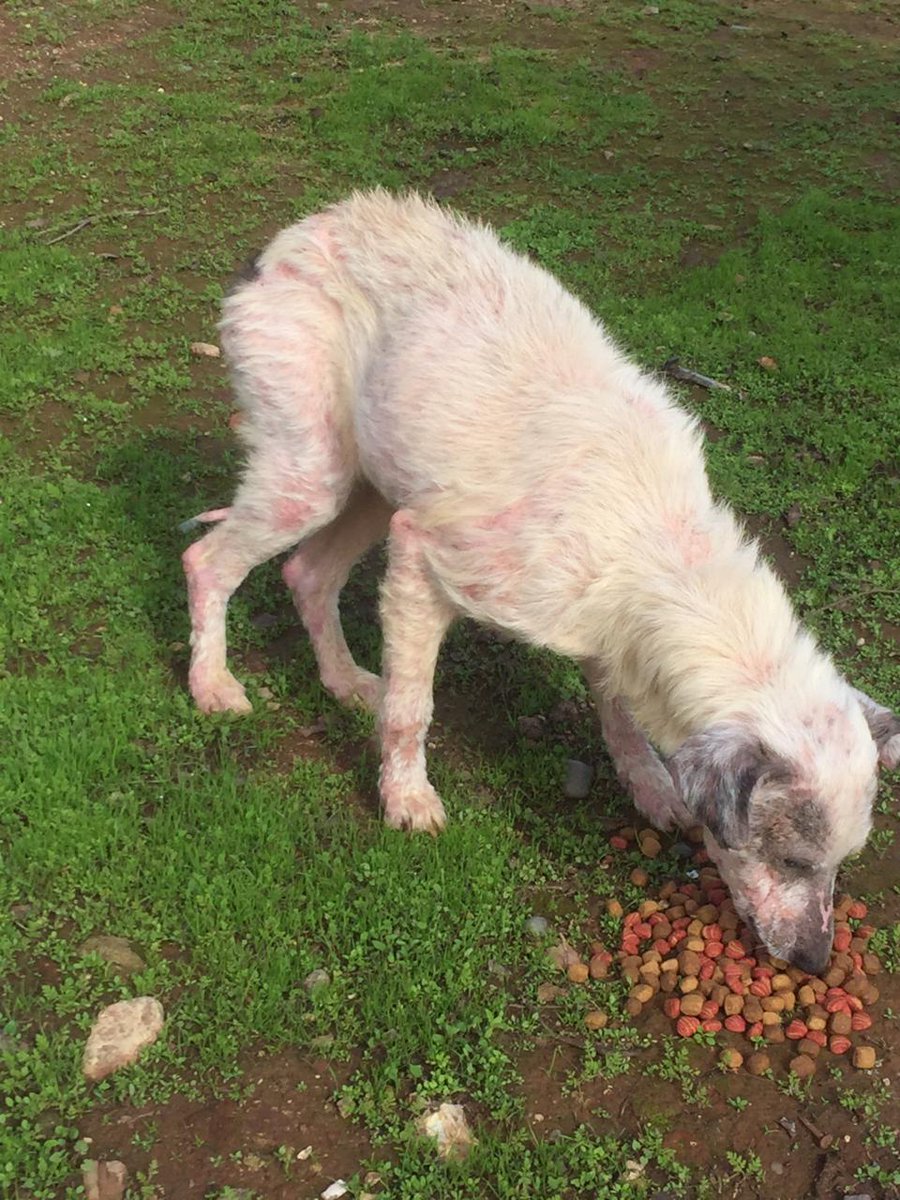 Mon_cet's tweet photo. Cubillos..
ATENCION VIÑA
se necesita ayuda para perrita blanca sector el maiten,miraflores alto,alguien q pueda guardarla en la noche,tiene sarna pero ya le dieron tableta para eso
RT
@AnimalParaiso 
@BlanquitaMontt 
@SnoopyRossental 
@valeib_a 
@PerrosPlazaHuem 
@F_GarrasyPatas https://t.co/940y0e6CjM