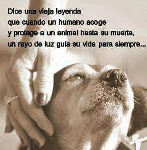 Mon_cet's tweet photo. Cubillos..
ATENCION VIÑA
se necesita ayuda para perrita blanca sector el maiten,miraflores alto,alguien q pueda guardarla en la noche,tiene sarna pero ya le dieron tableta para eso
RT
@AnimalParaiso 
@BlanquitaMontt 
@SnoopyRossental 
@valeib_a 
@PerrosPlazaHuem 
@F_GarrasyPatas https://t.co/940y0e6CjM