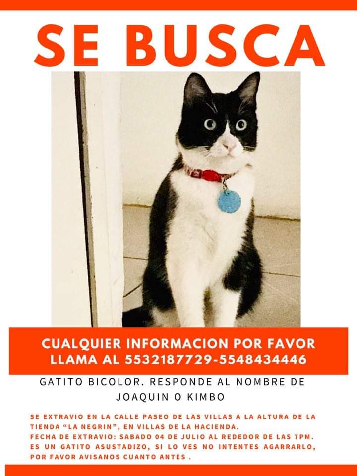SE BUSCA Joaquín o Kimbo
Se extravió en villas de la hacienda Atizapán el 04/06/2020 si lo ves NO trates de agarrarlo, avísanos inmediatamente, Se gratificará #gatoperdido #villasdelahacienda #atizapan