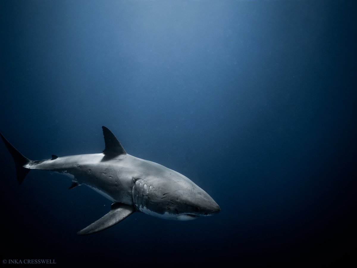 InkaCresswell's tweet photo. I will be running free underwater photography classes for teenagers with @GirlsWhoClick!

Honoured to be joining this team of talented photographers! Thank you for the work you do to create positive female role models and nurture new talent in the world of nature photography https://t.co/jZFmGRtcT9