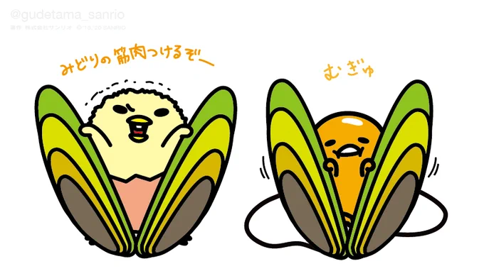 しゃきぴよ「緑の筋肉つけるぞー!」 #ニュージーランド #ぐでたまさんぽ #グリーンマッスル #筋肉じゃないよ貝だよ 