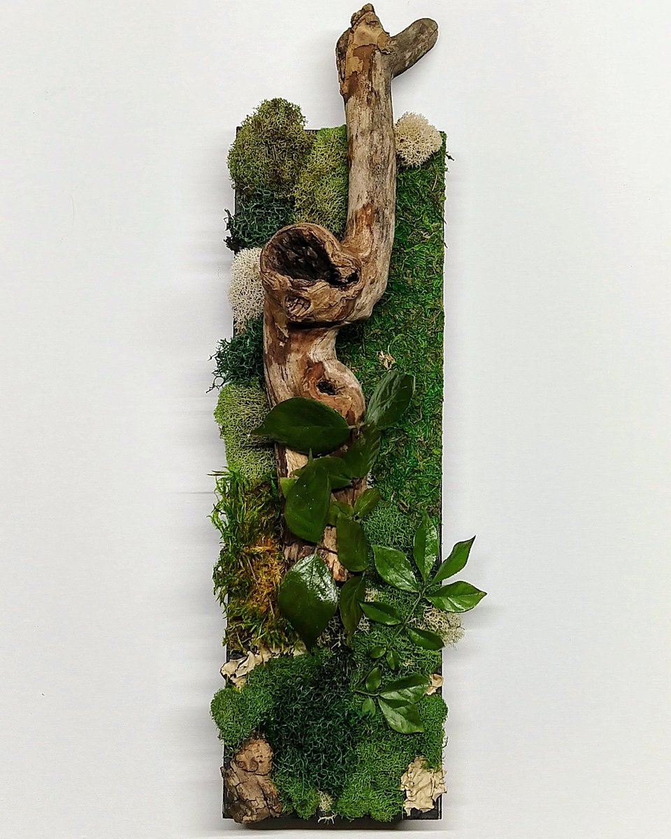 themiigs's tweet photo. I make things. 

#plants #nature #flowers #plantsofinstagram #garden #plant #green #plantsmakepeoplehappy #gardening #houseplants #artist #forestchild #esoteric #naturalist  #flora #instagram #life #iloveplants #photo #art #moss https://t.co/pt9JFt183e