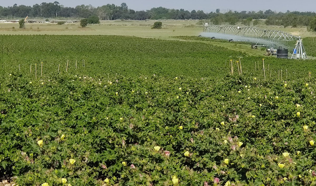 Shui_eu's tweet photo. SHui at work! Irrigating and measuring cotton height and flowering in our variable rate centre pivot sprinkler system in Gilat, Israel.
Combining satellite, drone and hand-made measurements for #wateruseefficiency and best #watermanagement
@AlonBenGal1 @soil_volcani @AvivaPeeters https://t.co/YWiuXW08mu