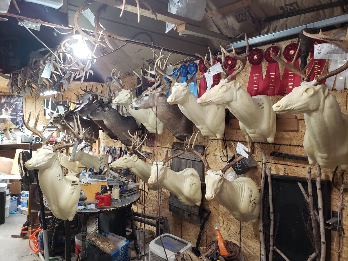 LlcTaxidermy's tweet image. @LlcTaxidermy Majestictaxidermy.com 
#pushingforward #movingtheline
🦌🦌🦌🦌🦌🦌🦌🦌🦌🦌🦌🦌🦌