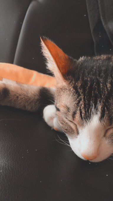 Watch 💕𝓜𝓪𝓮 💕's leaked NSFW photo on TwXstars