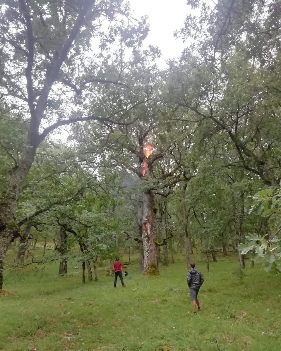 También se han producido tormentas fuertes en la vertiente sur de la Campiña.
En Palacios de la Sierra, #Burgos, han caído 12 mm, con aparato eléctrico.
Robledal albar de la Dehesa de Palacios (visita obligada).
Foto que me pasan. Desconozco la fuente original.