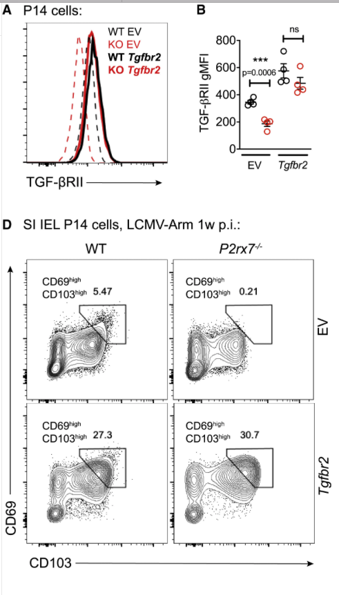 mmw_lmw's tweet photo. CD8 #ResidentMemory T cells | P2RX7 controls Trm cell generation through induction of the TGF-β signaling pathway | Steve  Jameson @UMNews @ImmunityCP https://t.co/w8p656bM96 https://t.co/txFJKUYZis