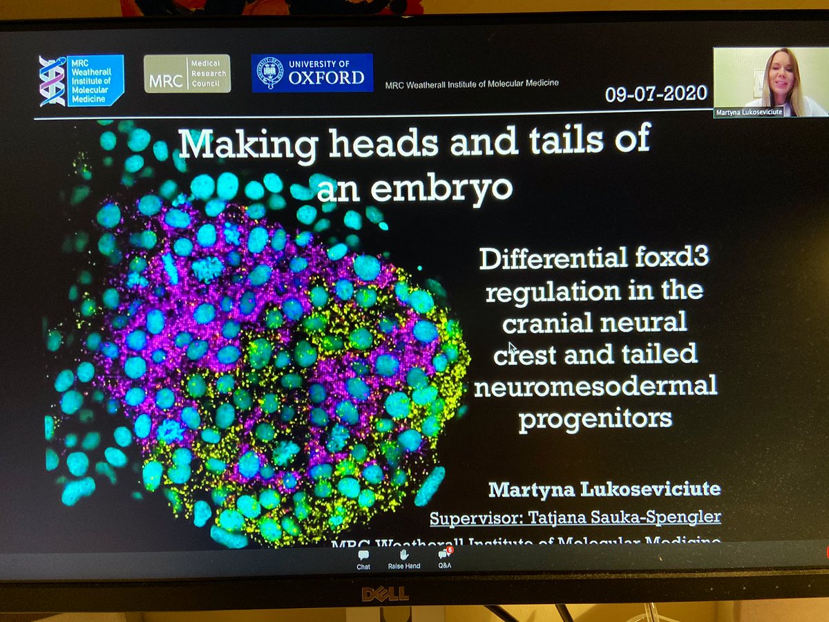 I can never get enough of this story 🤩 congratulations @LukMartyna, as always learning so much with you! #2020SDB @___SDB___ @TSS_Lab