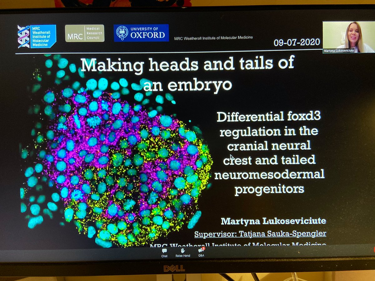 Filipa Simões (@simoesfili) on Twitter photo I can never get enough of this story 🤩 congratulations <a href="/LukMartyna/">MartynaLukoseviciute</a>, as always learning so much with you! #2020SDB @___SDB___ <a href="/TSS_Lab/">Sauka-Spengler Lab</a> I can never get enough of this story 🤩 congratulations <a href="/LukMartyna/">MartynaLukoseviciute</a>, as always learning so much with you! #2020SDB @___SDB___ <a href="/TSS_Lab/">Sauka-Spengler Lab</a>