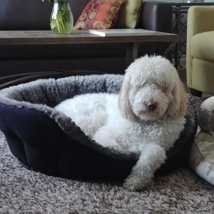 DoodleNessa's tweet image. Mom cut down on her drinking + only had 1 gin before bed....
last night she went to bed 8 times.
#BeLikeMom 
#BombayGin