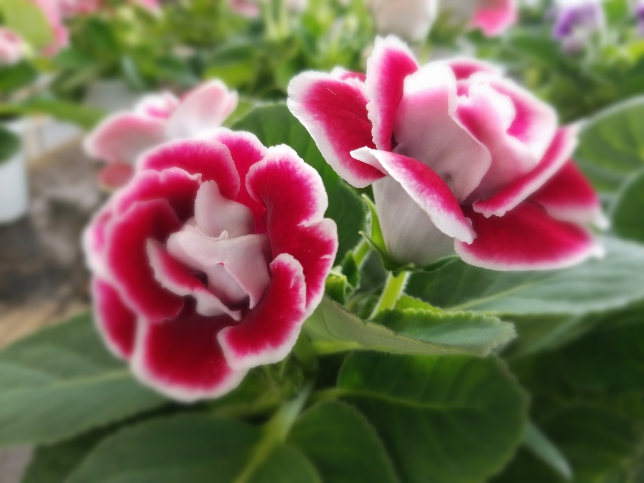 心音 7 10 金曜日 おはようございます グロキシニア 花言葉は 華やかな日々 艶麗 室内園芸植物の女王 とか 夏の鉢花の女王 と呼ばれている ヨーロッパでは 一目惚れ という 花言葉が付けられている 週末の入り口金曜日 心に優しい刻が流れ