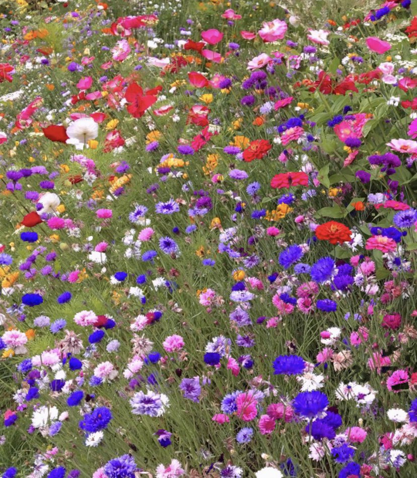 WaltzGarden's tweet photo. Imagine a world without flowers. Plants only green. Hungry birds &amp; bees. Less pollination. A collapsed food chain. Less imagination. Less beauty. That’s why we grow these ! https://t.co/RDOnn1fZPN
