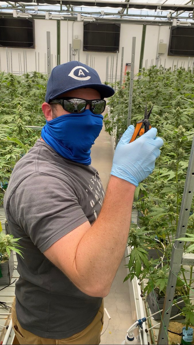 We have a birthday underneath this hat, glasses and mask! You can’t hide from us on your birthday, Dr. Robb! Happy Birthday to our CEO and resident nerd 👨‍⚕️🎂⁣
⁣
#drrobbfarms #growathome #knowyourgrower #grower #cannabisculture #cannabiscommunity #cannabiseducation #MMJ #PHD