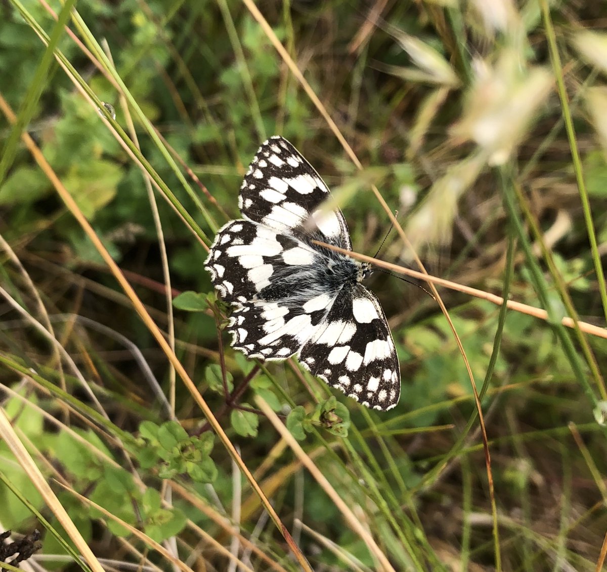 EcologyMills's tweet photo. Spotted this lovely Marbled White #butterfly 🦋 during a dry spell between downpours of rain 🌧 
#ecology #nature @ukbutterflies https://t.co/BCjitzLUum