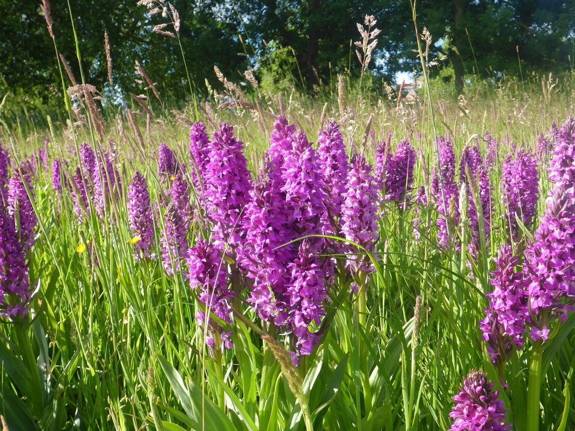 Fantastic display of Southern marsh orchid last month at Alderman Canal Local Nature Reserve, right in the heart of Ipswich. Thanks to our volunteer Clive for the lockdown exercise photos!! <a href="/WildIpswich/">Wild Ipswich</a> <a href="/IpswichGov/">IpswichGov</a> #orchids #wildflowers #meadow #urbanwildlife #volunteering