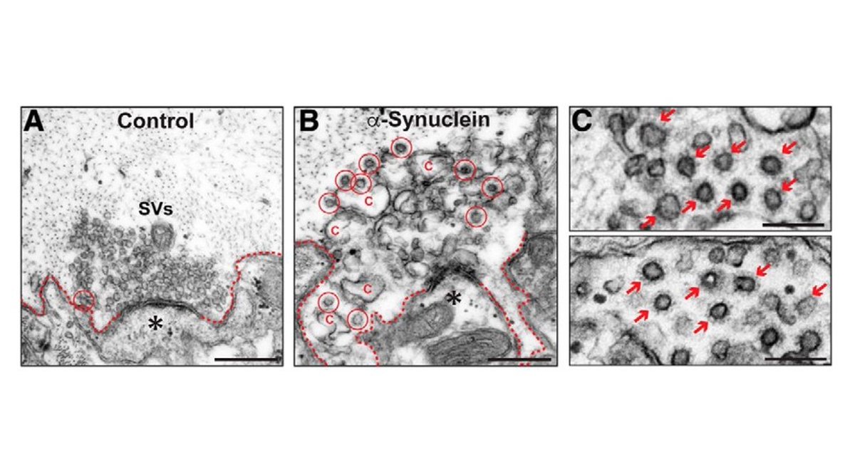SfN Journals tweet media