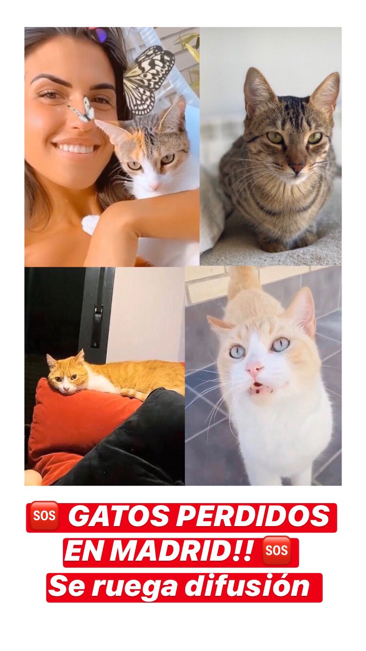 Protectora K-Project Animalia Rescue on Twitter: "Gatos perdidos/robados en  Madrid 🆘 Contacto: @sofiasuescun #SofiaTodosContigo  https://t.co/jU3VUExKqF" / Twitter