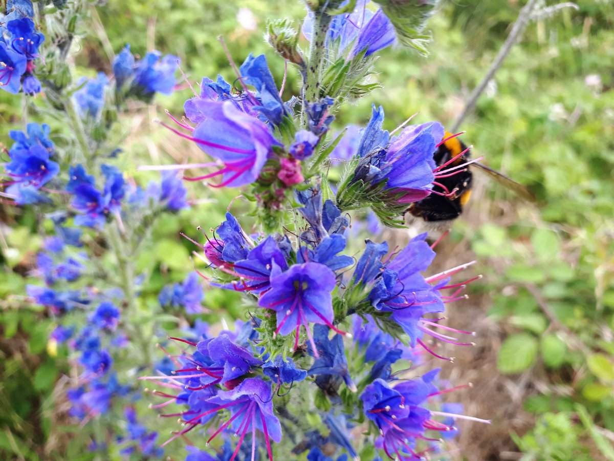 MaxxSilver1's tweet photo. If you are out in the #countryside then now is the time the #Vipers #Bugloss is in bloom. Flowers of the deepest blue and one of the favourite wild flowers of #bumblebees.
Read all about #wildflower #meadows in my book.
Reviews on Amazon here โฌ๏ธ
https://t.co/QlkgH4QXK4 https://t.co/XJYf2EGLR1