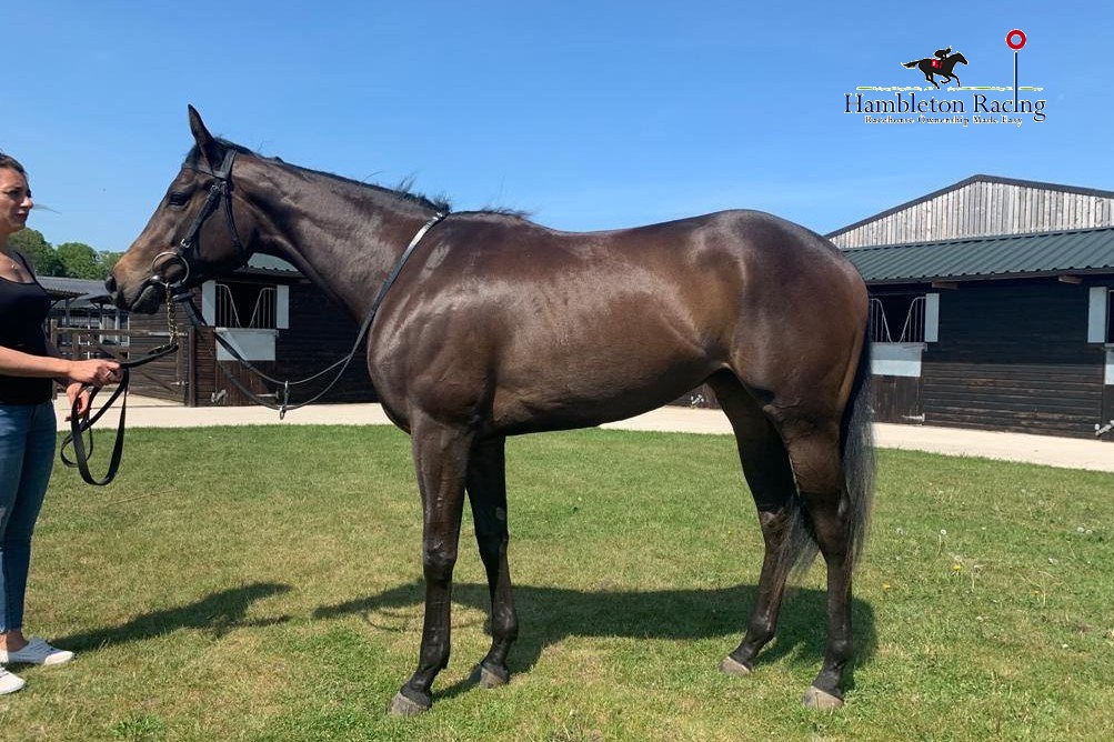 HambletonRacing's tweet photo. An excellent effort from Country Carnival for the @omeararacing team today only going down a length to finish third in Listed company at York π Gaining some valuable black type in the process π€©πππ #PocketRocket #Mayson #FlyingFilly #AddedValue https://t.co/nkrtsHDDye