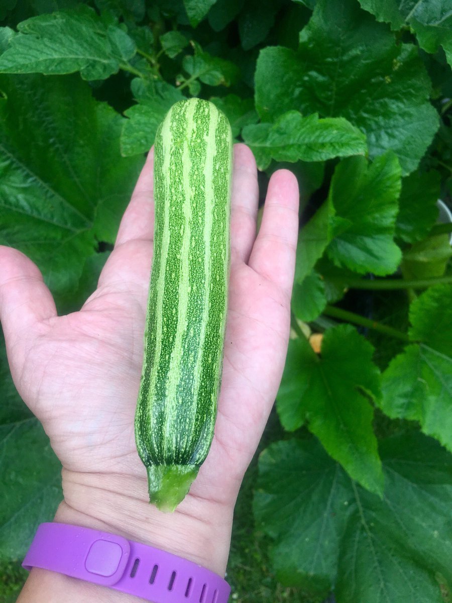 I know everyone’s probably bored of me going on about the things I’ve grown as a newbie gardener (and muted this thread), but here’s where I’ve posted my journey and my joy, so I’m now sharing my pride in this beauty - my first ever courgette - from a plant I grew from seed. 