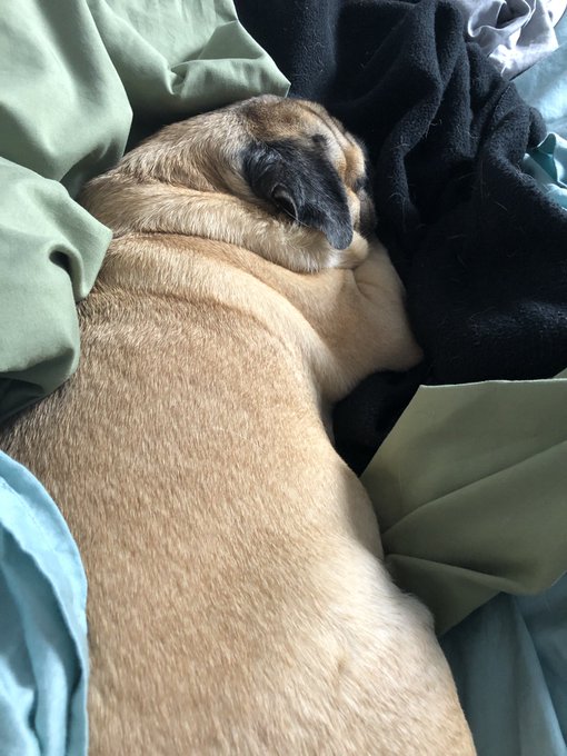 I&rsquo;m not wanting to get out of bed for some reason #cuddlecare 🐾🥰 https://t.co/4D8fxyMPcT<a href="/tag/cuddlecare"class="tags"><span>#cuddlecare</span></a>